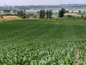 Pasy w rzędach kukurydzy