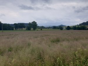 Pszenica i stokłosa