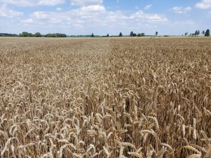 pszenica jutta i Kilimandżaro