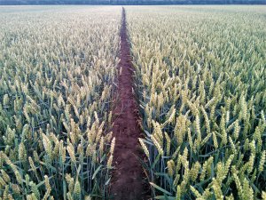 Pszenica Montana i Kepler