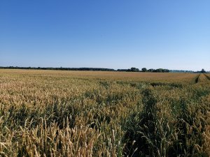 pszenica ozima 12.07.2020