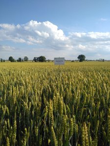 Pszenica ozima GIMANTIS 