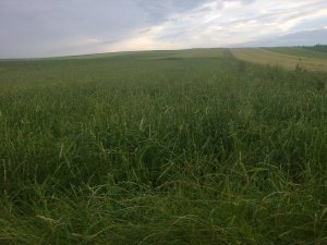 Pszenica po gradobiciach