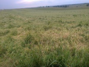 Pszenica po gradobiciu