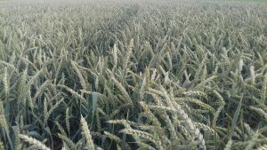 Pszenica