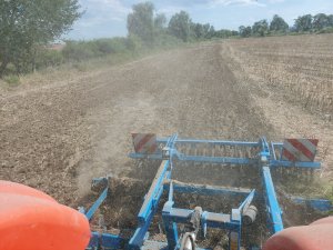 talerzowanie rzepaczyska