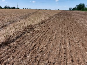 talerzowanie rzepaczyska