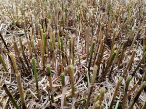 Zielona ścierń po pszenicy