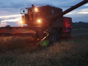 Żniwa 2020 - pszenica 