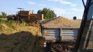 Żniwa 2020 pszenżyto