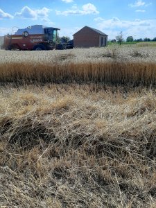 Żniwa 2020 uważam za rozpoczęte.