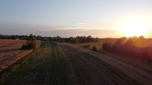 Żniwa rzepaku 28.07.2020