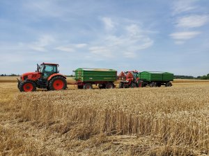 akcja pszenica i poletka