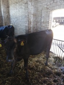 Jałoszka Brown swiss