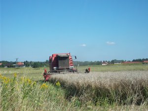 Massey Ferguson 36