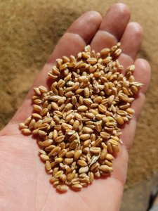 Pszenica ozima Tacitus