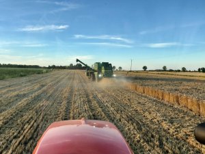 pszenica ozima Tytanika