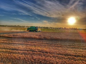 pszenica ozima Tytanika