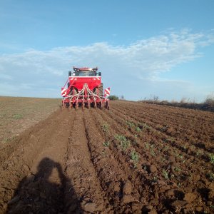 Strip till w rzepaku