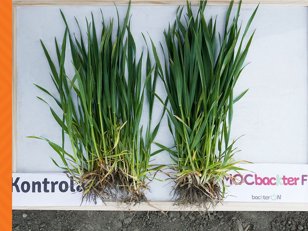 Jak zwiększyć plony zbóż, ograniczając chemiczną ochronę roślin?