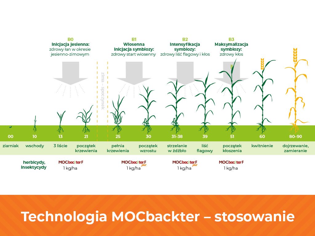 Jak zwiększyć plony zbóż, ograniczając chemiczną ochronę roślin?