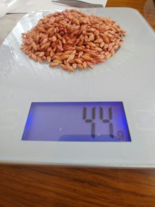 Jęczmień ozimy kwalifikowany C1