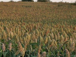 Sorgo na kiszonke