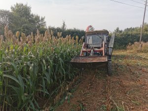 Sorgo na kiszonke