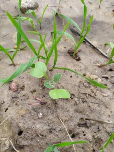 chwasty w pszenżycie 