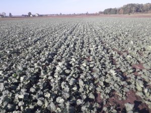 DK exception-tempation  