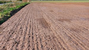 Jęczmień ozimy 18.10.2020