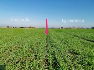 Jęczmień ozimy Concordia i lg veronica