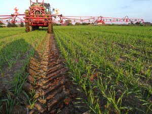 Jęczmień ozimy Jakubus