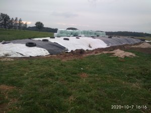 Kiszonka z kukurydzy 