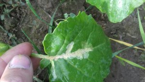 Miniarka kapuściana? 