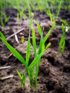 Pszenica ozima 8.10.2020