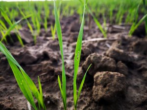 Pszenica ozima 8.10.2020