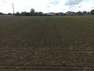 Pszenica ozima Delawar