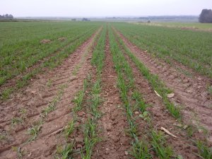 Pszenica ozima Delawar