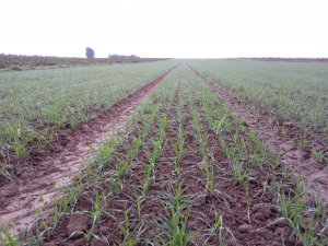 Pszenica ozima KWS Emil