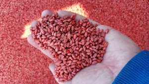 pszenica rgt provision