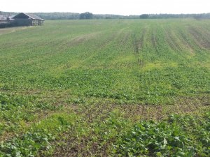 Rzepak Anthony siew 22.08 