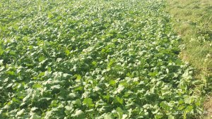 Rzepak Anthony siew 22.08