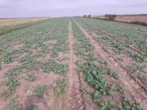 Rzepak Copernicus F1