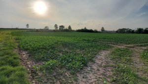 rzepak LG ambassador 02.10.2020