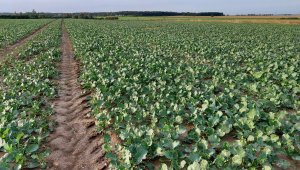 rzepak LG ambassador 02.10.2020