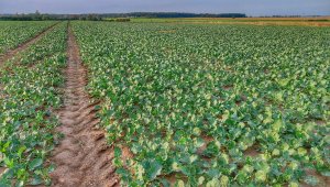 rzepak LG ambassador 02.10.2020