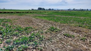 rzepak LG ambassador 03.10.2020