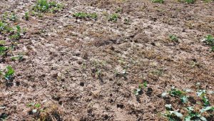 rzepak LG ambassador 03.10.2020