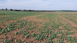 rzepak LG ambassador 03.10.2020